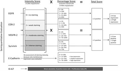 Expression of vascular endothelial growth factor receptor-2, epidermal growth factor receptor, cyclooxygenase-2, survivin, E-cadherin and Ki-67 in canine nasal carcinomas and sarcomas – a pilot study